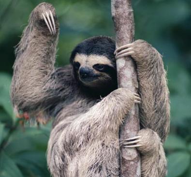 crazy sloth