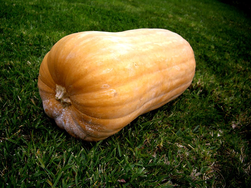 [squash2.jpg]
