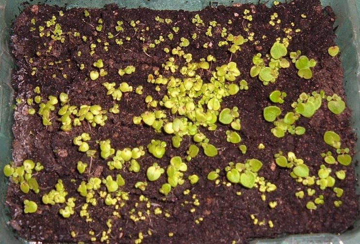 Margarets Garden Begonia Seeds