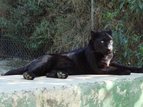 lmadiver4 la pantera negra lmadiver4 la pantera negra