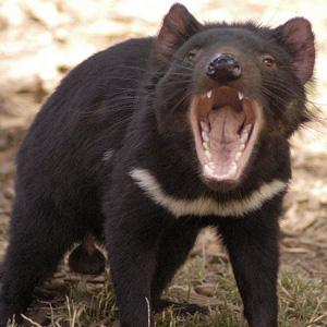 [tassie_devil.Jpeg]