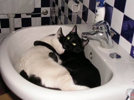 [00gatti attorcigliati2.jpg]