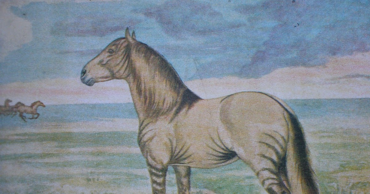 12 ideias de Cavalos e Aperos  cavalos, cavalo crioulo, crioulos