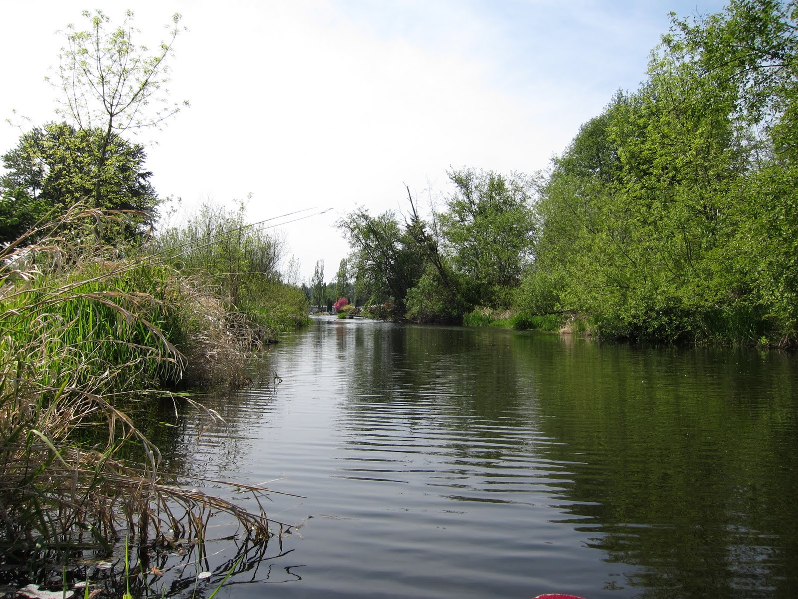 Pacific Northwest Seasons Swamp Creek Saving Salmon, One Stream at a Time