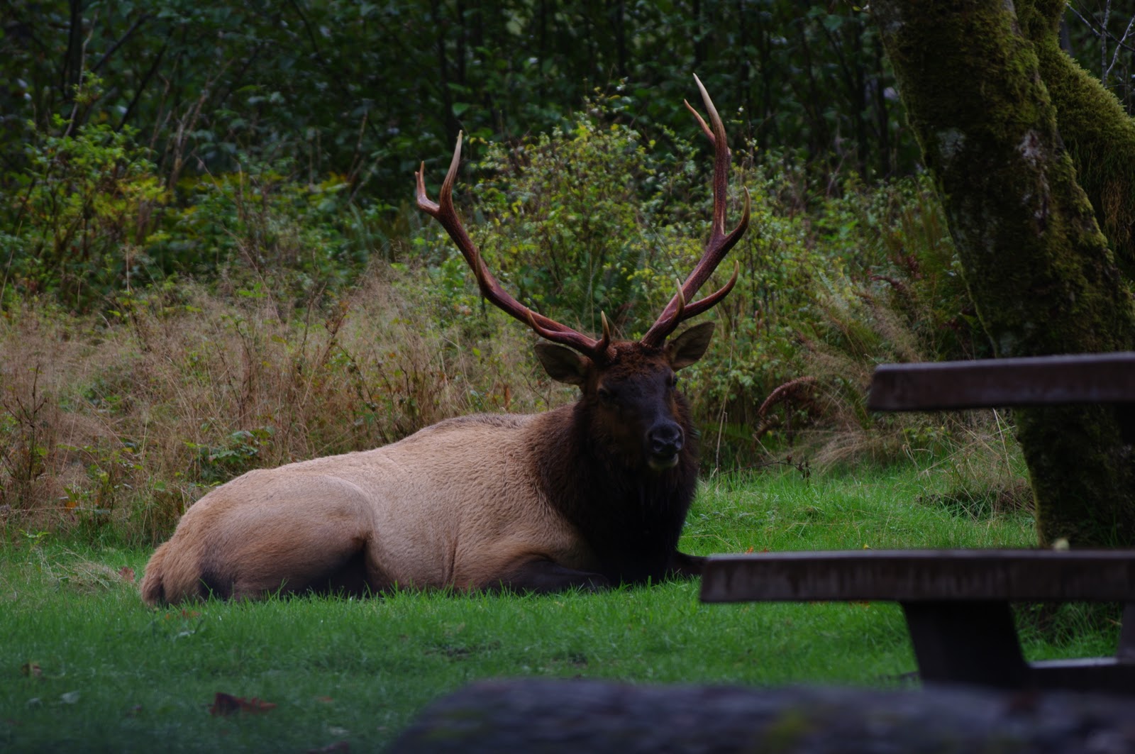 Green Blazing Photo of the Day Roosevelt Elk