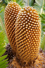 "პურის ხე"(ნაყოფებისაგან აცხობენ პურს)