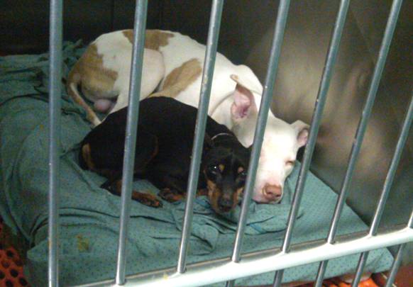ny nj disabled vets 2 dogs need home together very bonded to each other