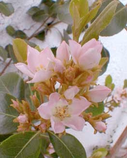 A Photo A Thought Plant Indian Hawthorn