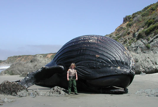 whale watching in hawaii. Whale-watching season starts