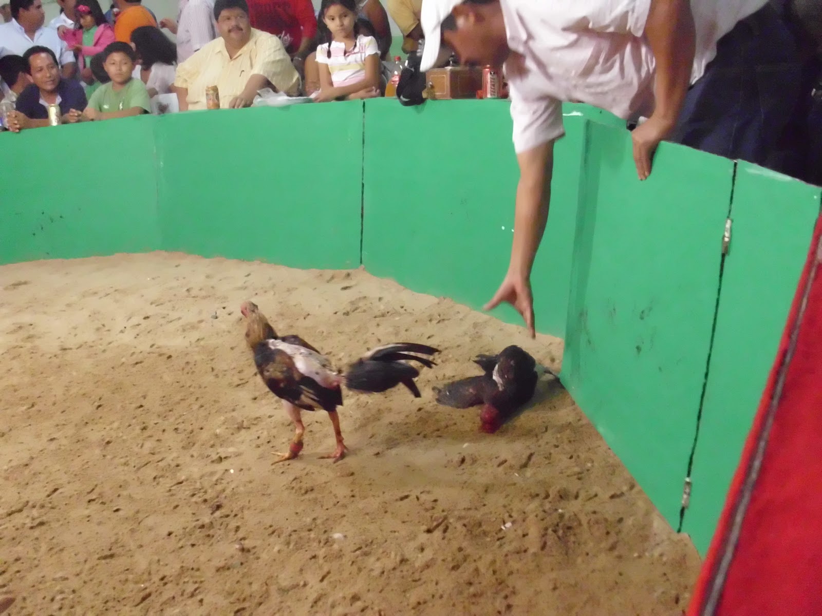 gallos y galleros gallos y galleros