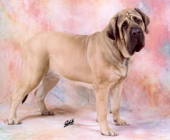 World%27s+Largest+Dog+-+Zorba+the+Engish+Mastiff+07_resize.jpg