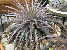 Another Santa Catarina Dream Dyckia