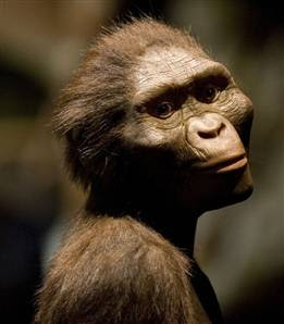 Lucy Hominid