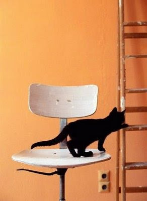 Gato+escalera=peligro