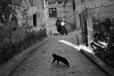 Gato negro