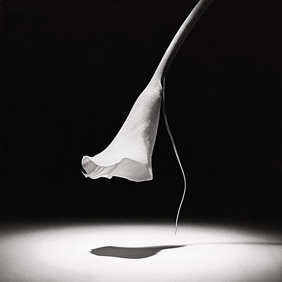 Mapplethorpe