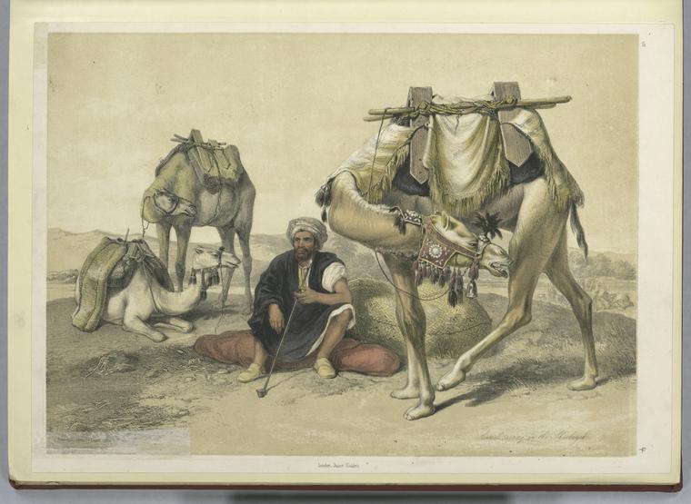 [camels+resting+in+the+shekiyeh+1851.jpg]