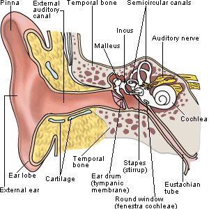 basic health: Know The Anatomy Of Our Ears Closely