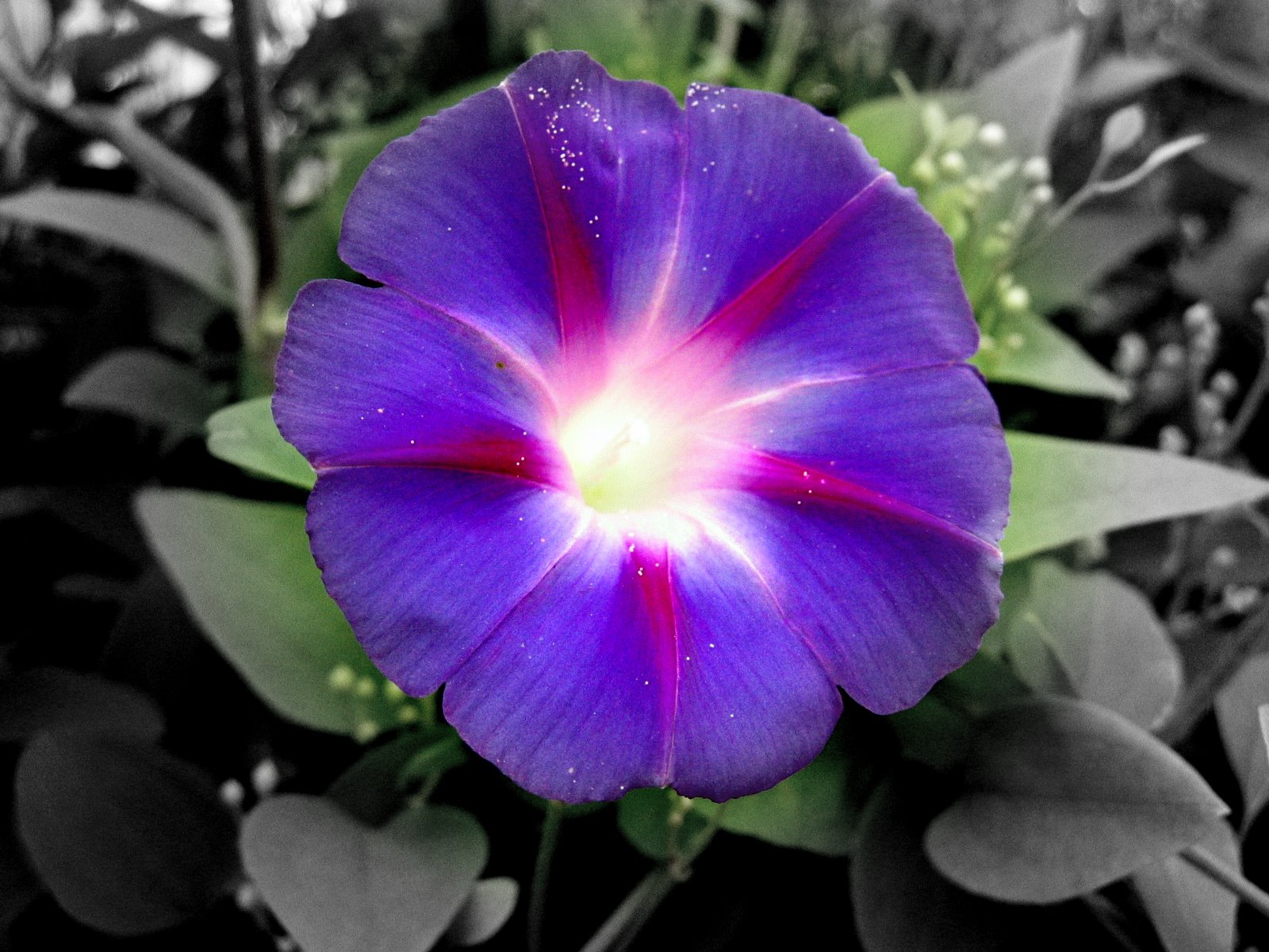 http://2.bp.blogspot.com/_N0vBuKsUTiQ/TUoAuIzuucI/AAAAAAAAAyA/UGpnYddbK6I/s1600/morning-glory.jpg