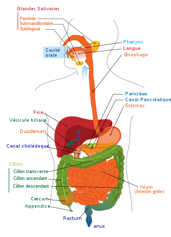 human digestive system diagram for kids. Digestive System Diagram