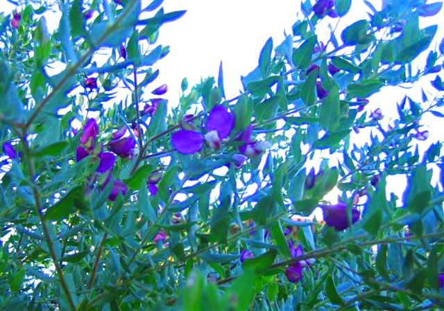 [flor+4.JPG]