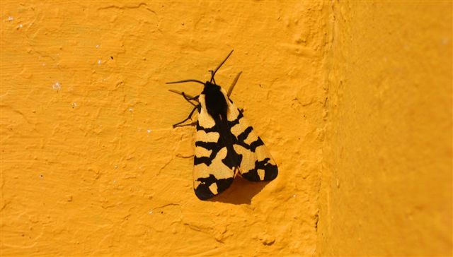 [borboleta.JPG]