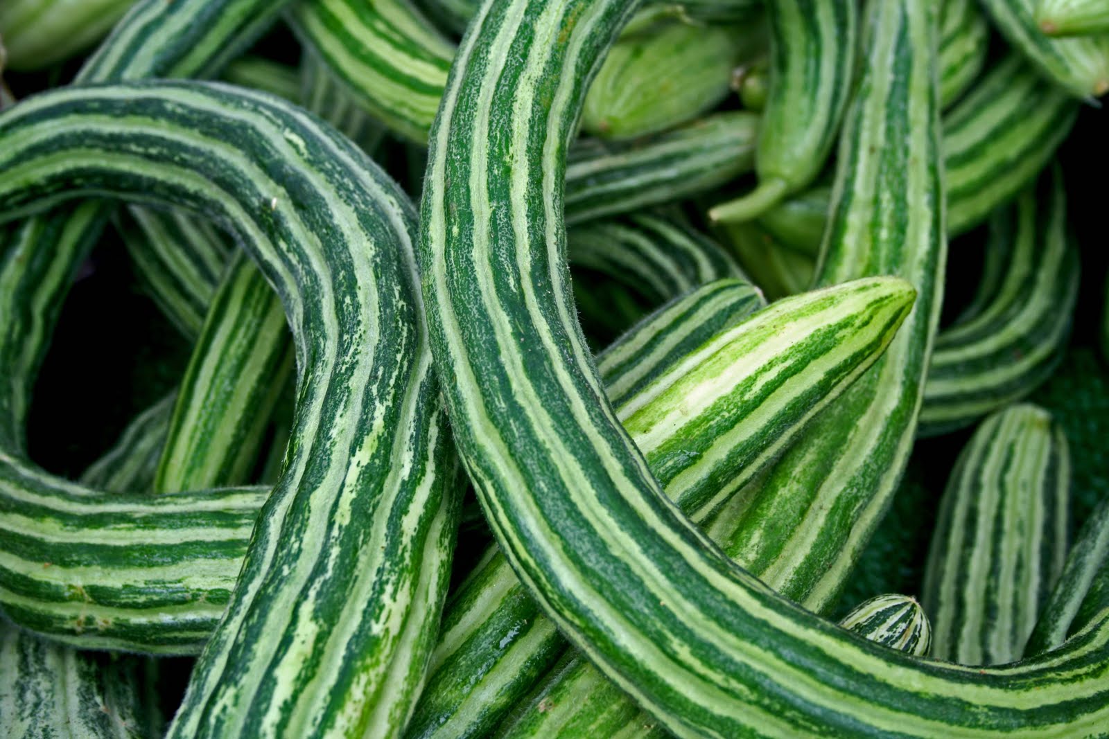 Armenian Cucumber