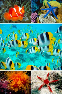 подборка красивых обоев для рабочего стола с видами подводного мира подборка красивых обоев для рабочего стола с видами подводного мира