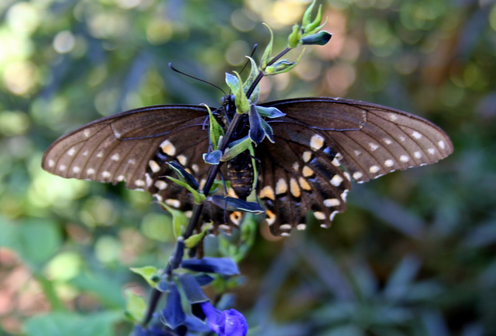 Gardening with Greggo Bronze Fennel Surprise