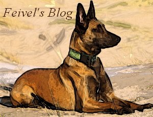 Feivel's Blog