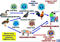 Journal Avian Influenza UNAIR