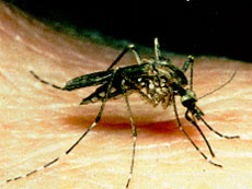 Culex mosquito