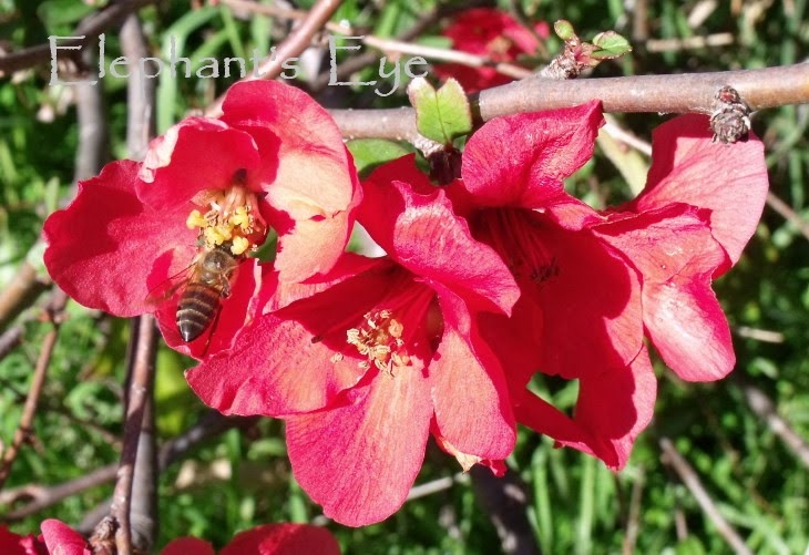 Elephant S Eye June Flowers In Red And Yellow
