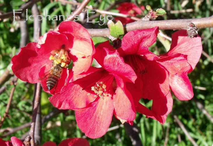 Flowering Quince Natural Garden Flowering Quince Cottage Garden