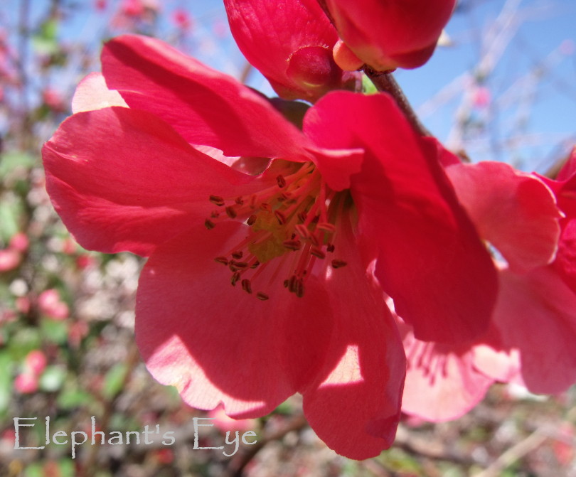 Drought Tolerant And Beautiful Globe Mallow Ramblings From A