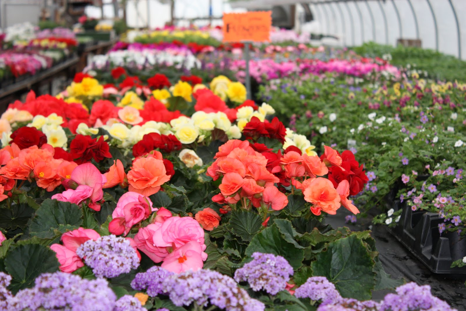 Flowers in Greenhouse 2: