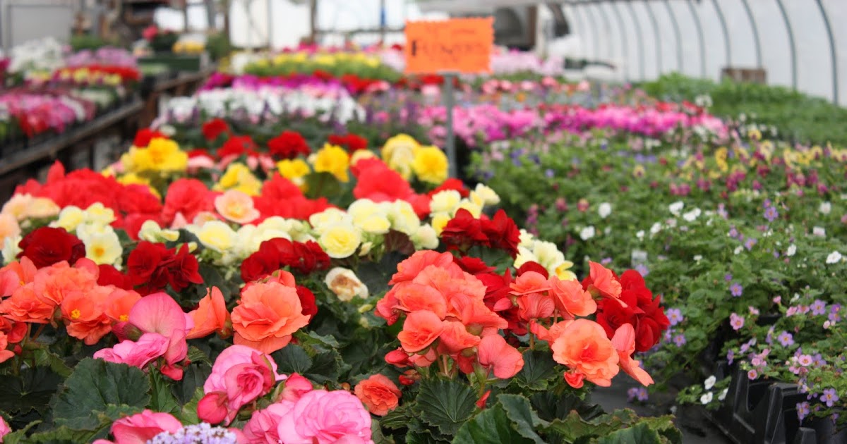 Greenhouse Flowers In Greenhouse 2