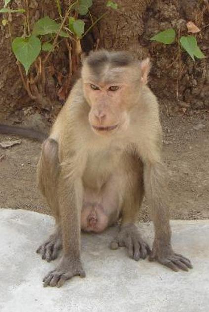 Monkey menace in Vrindaban - The Economic Times