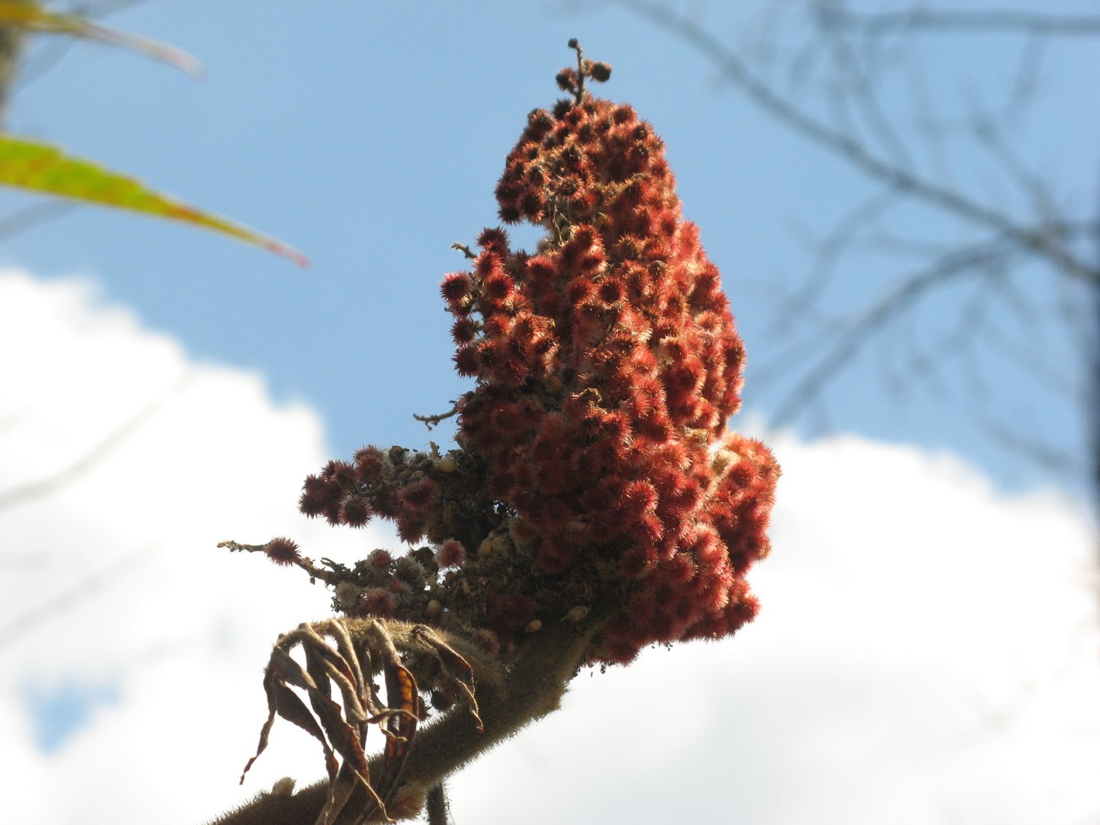 [sumac.jpg]