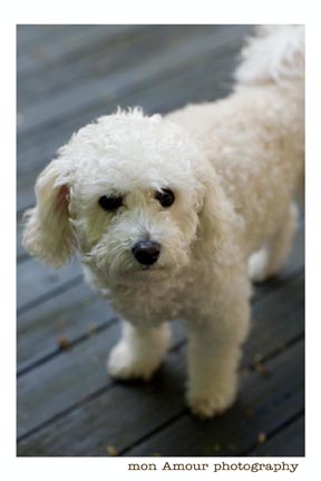 [08Doggiesweb.jpg]