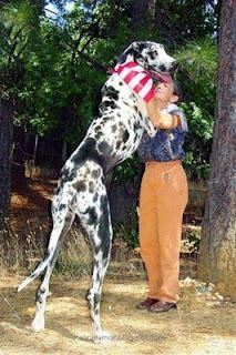 Anjing Terbesar urutan 9