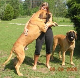 anjing Terbesar urutan 10, Jenis : St. Bernard
