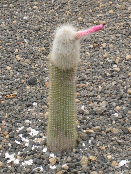 Viagra Cactus