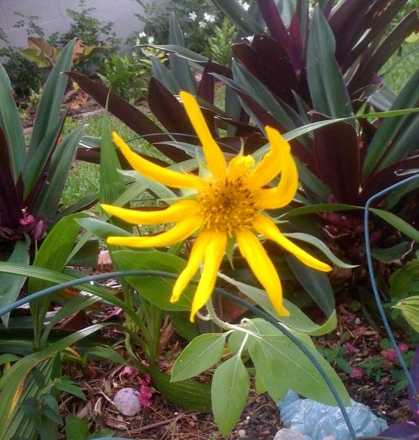 My Sunflower BLOOMED!