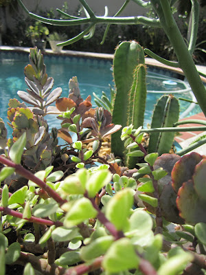 Cactus and Succulent Planters