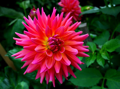 Hydrangea Aspera Villosa Stock Photos Hydrangea Aspera Villosa