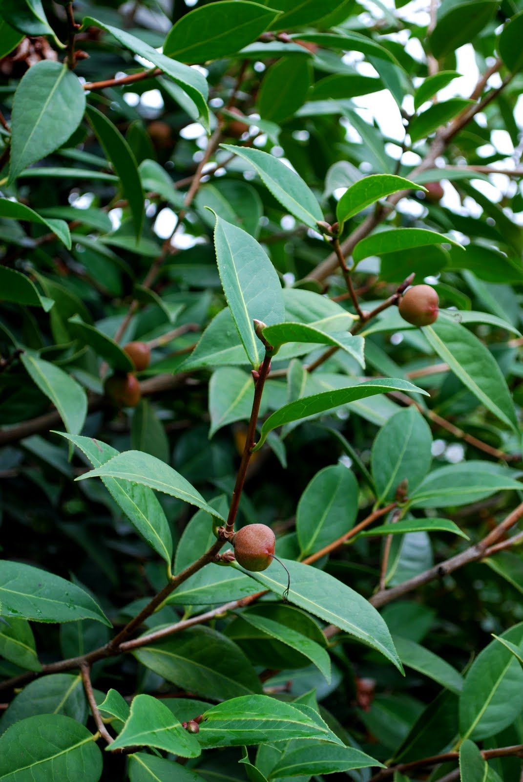 The Intercontinental Gardener An odd crop Camellia fruit