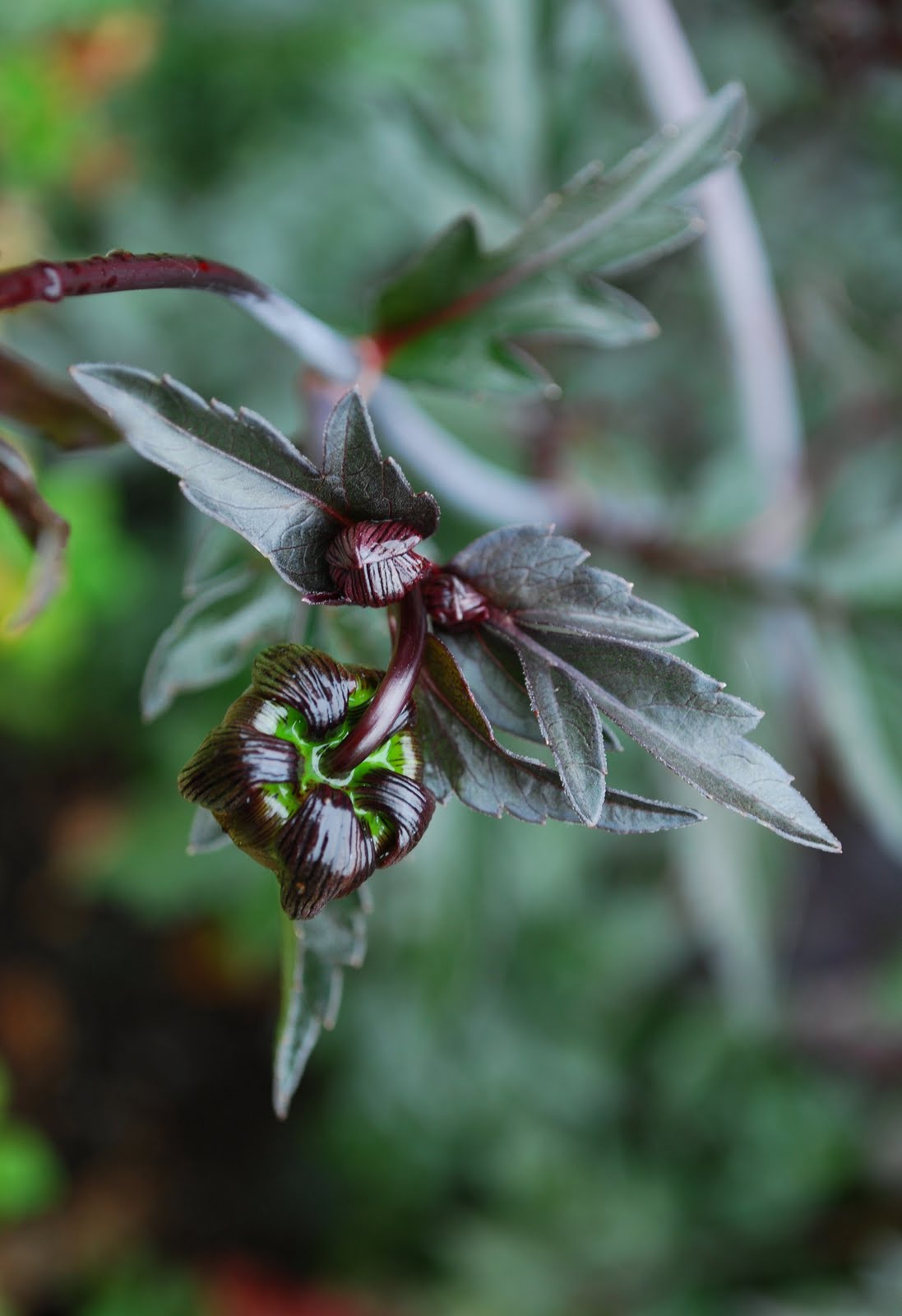 Digital Hortorium Berberis Thunbergii Atropurpurea Kealan O Neil