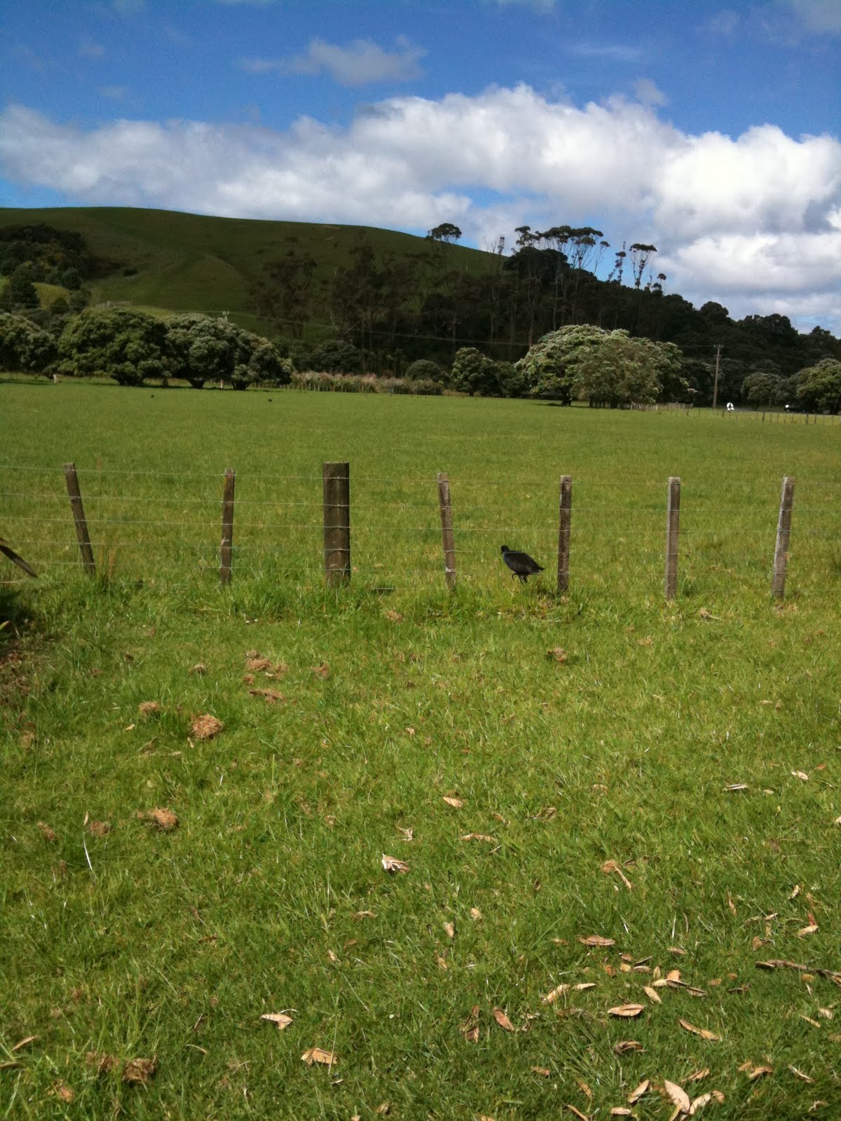 [pukeko.JPG]