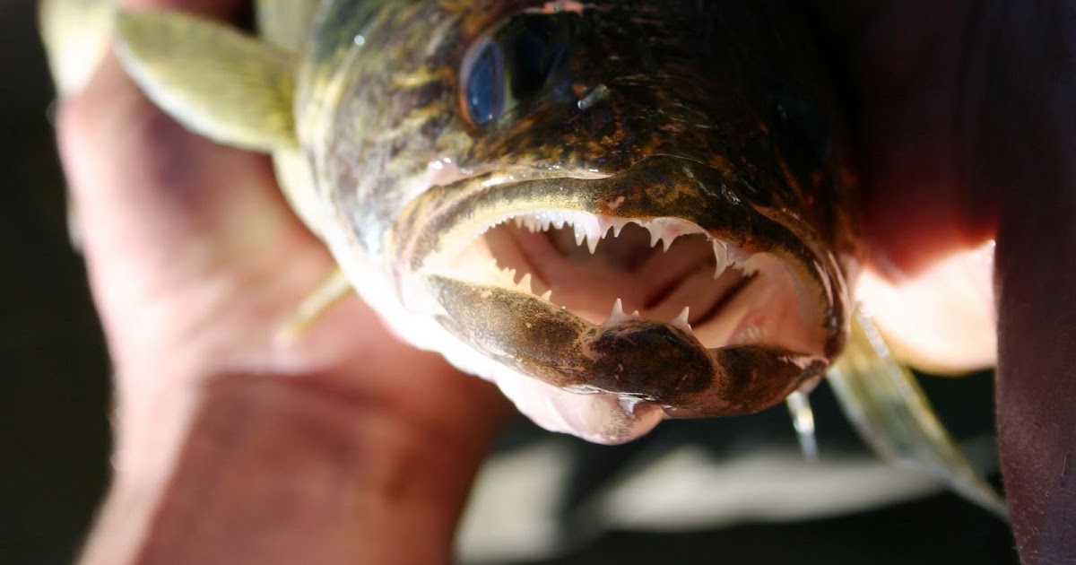 Backcountry Utah's Outdoor Adventure Journal: Utah's Tastiest Fish? Try  Walleye!